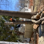 Tree Service Project