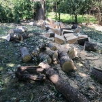 Tree Service Project