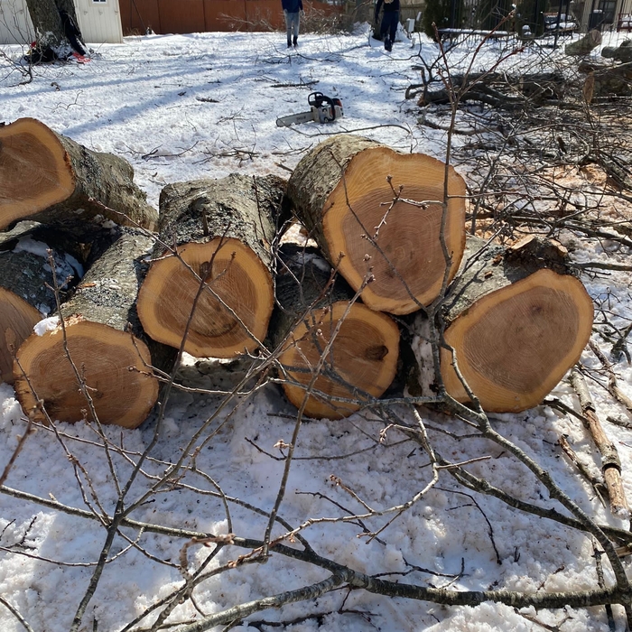 Tree Service Project