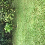 Yard Working