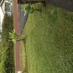 Yard Working