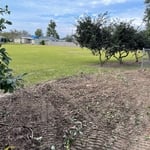 Three large bushes removed