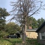 Tree Service Project