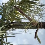Tree service/ weed killer spray