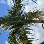 Tree service/ weed killer spray