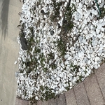Tree service/ weed killer spray