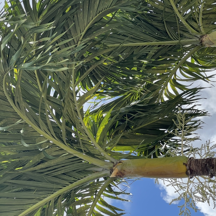 Tree service/ weed killer spray