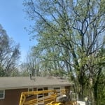 Before triming