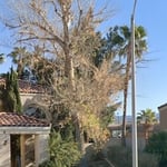 This was 2 daisy before Johnson’s Tree Service started landscaping