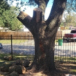 Tree Service Project