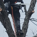 Tree Service Project