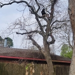 Tree Service Project