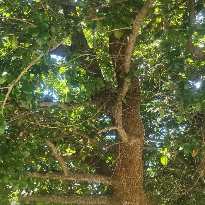 Tree Service Project