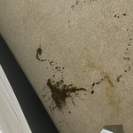 Carpet Cleaning Project