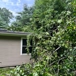 Tree removal