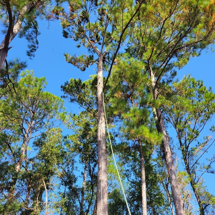 Tree Service Project