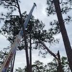Tree Service Project damaged pine.