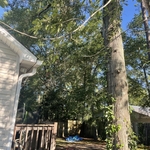 Tree Service Project