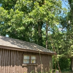 Start of job. Bottom limbs are being removed