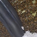Bee removal & relocation