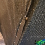 Bed Bug Removal