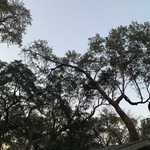 Only limbs over house were removed, no more leaves and debris on roof! Sunlight!