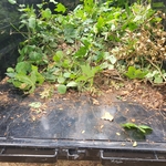 Yard Debris Removal loaded and hauled away