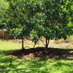 Clean and mulch flower beds