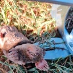 Mole caught in a trap