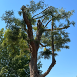 Tree Trimming