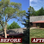 Tree removal