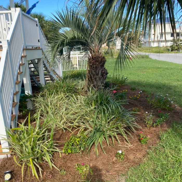 Pensacola beach garden