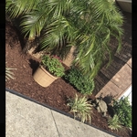 Landscaping Project