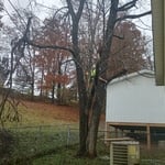 Tree removal