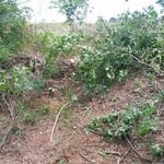 Landscaping and Yard Word