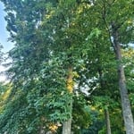 Before picture of the hickory trees.