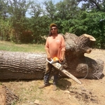 Tree removal