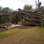 1 Tree removal