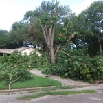 Tree removal