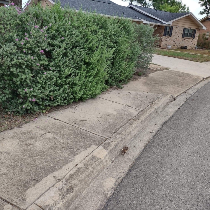Dirty sidewalk