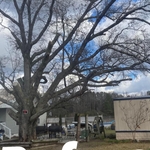 Tree services