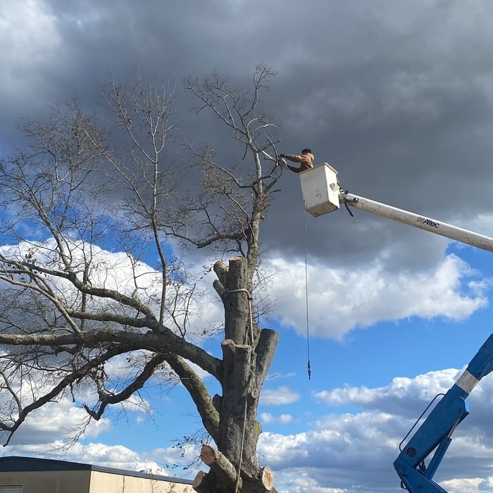 Tree services