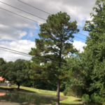 Tree removal
