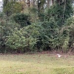 Lot clearing