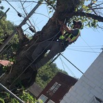 Tree service
