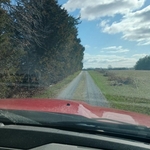 Trimmed drive and cut down dead ash trees