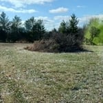 Trimmed drive and cut down dead ash trees