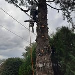 Tree Service Project