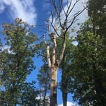 Jad Imeids large dead oak tree removal...1st job done for Jad...