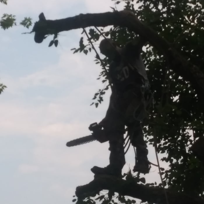 Tree Service Project